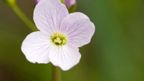 Cuckoo Flower, Cardamine pratensis Notts WT cpt Al Greer