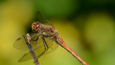 Dragonfly at Eaton Wood NottWT cpt Alan West