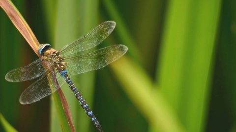 Emperor Dragonfly Notts WT cpt Bo Chetwyn