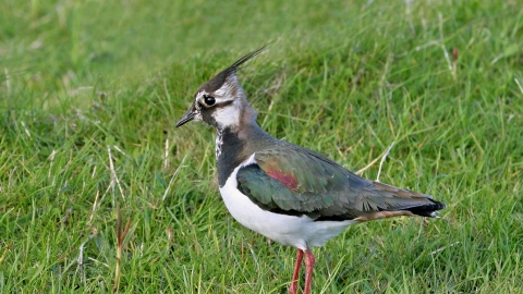 Lapwing (1) NottsWT cpt John Smith