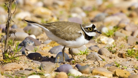 Little Ringed Plover NottsWT cpt John Smith