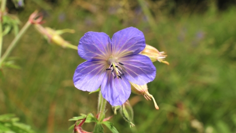 Meadow Cranesbill Notts WT cpt Peter Gill