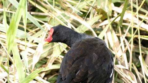 Moorhen 1 NottsWT cpt Darin Smith