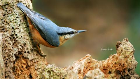 NUTHATCH (2) NottsWt cpt John Smith.