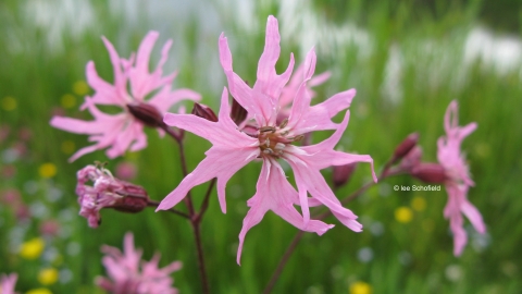 Ragged robin Notts WT cpt Lee Schofield