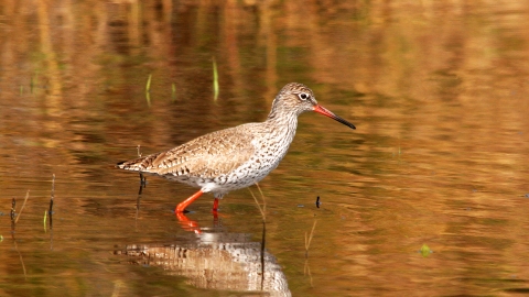 Redshank (1) NottsWT cpt John Smith