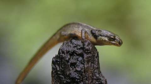 Smooth newt eft NottsWT cpt Liz Henwood