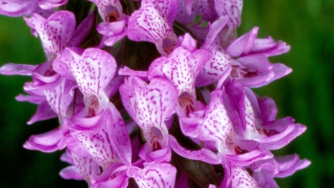 Southern Marsh Orchid (2) NottsWT cptAlex Davies