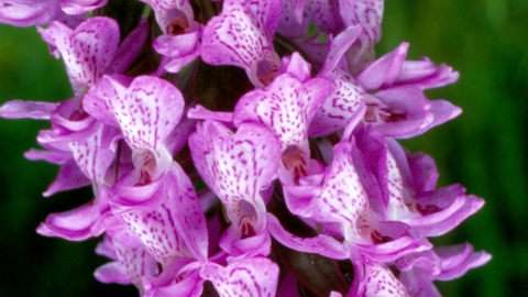 Southern Marsh Orchid (2) NottsWT cptAlex Davies