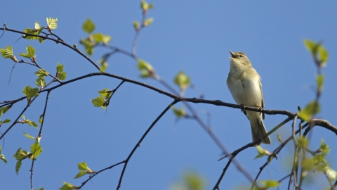 Willow Warbler (c) Chris Gomersall 2020Vision