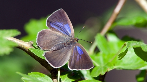 238 Purple Hairstreak Notts WT cpt Don Sutherland