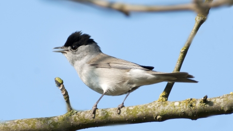 Blackcap Attenborough NottsWT cpt Jacqui Grafton