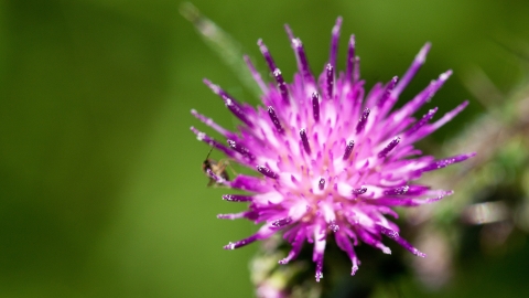 Common Knapweed, Centaurea nigra 2 Notts WT cpt Al Greer