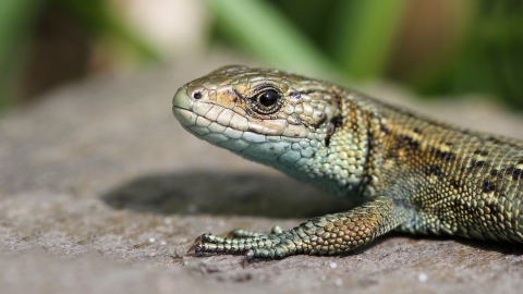 Common Lizard Notts WT cpt Jon Hawkins