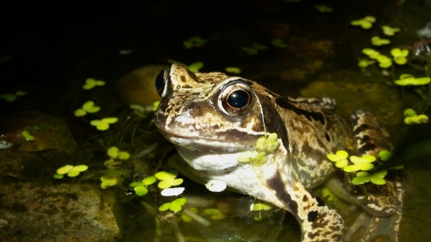 Common frog Notts WT cpt Margaret Holland