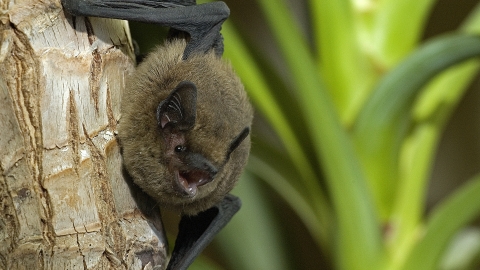 Common pipistrelle bat cpt Sue Charlton