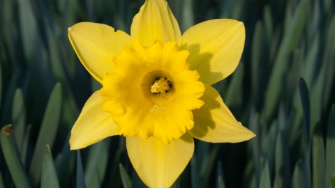 Daffodil, Narcissus Woodthorpe Meadow Nature Reserve NottsWT cpt Al Greer