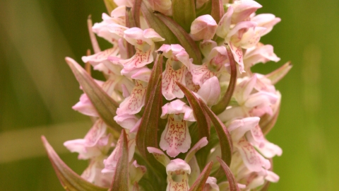 Early Marsh Orchid NottsWT cpt Scott Tilley