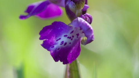 Green Winged Orchid, Orchis mascula Notts WT cpt Al Greer