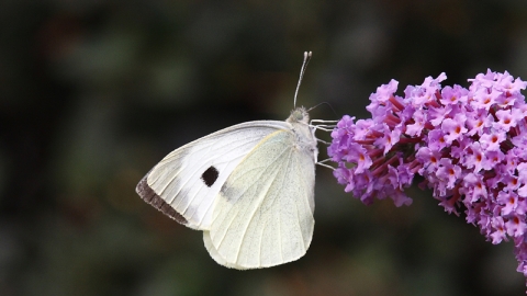 Large white butterfly NottsWT cpt Sean Browne