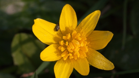 Lesser Celandine, Ranunculus ficaria Reed Pond Lambley Nature Reserve NottsWT cpt Al Greer.jpg
