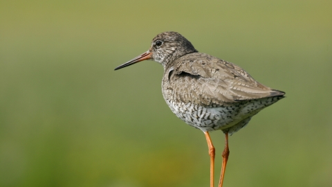 Redshank cpt Tom Marshall