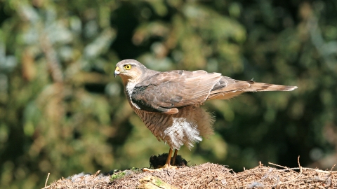 Sparrowhawk female (1) NottsWT cpt John Smith