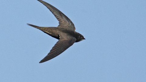 Swift Notts WT cpt Sean Browne