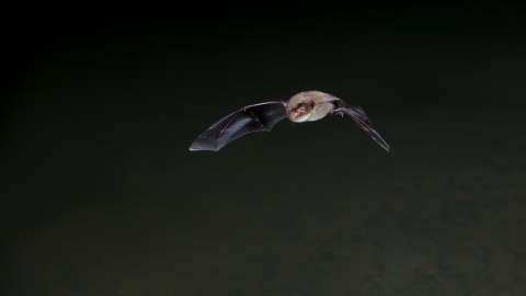 Daubentons Bat Wildnet cpt Dale Sutton wildlifetrusts_40572855937