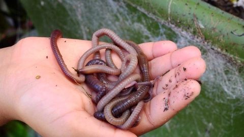 Worms Notts WT cpt Phil Young