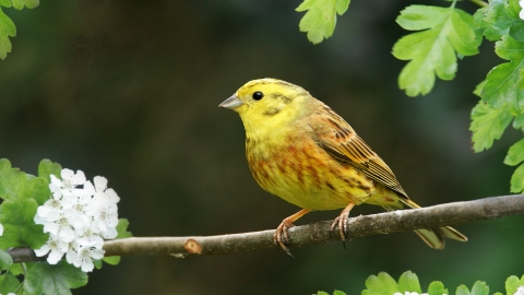 YELLOWHAMMER (1) NottsWT cpt John Smith