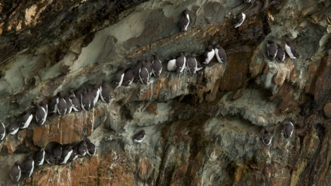 Seabirds