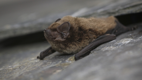 Bat