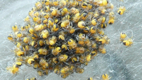 Baby spiders