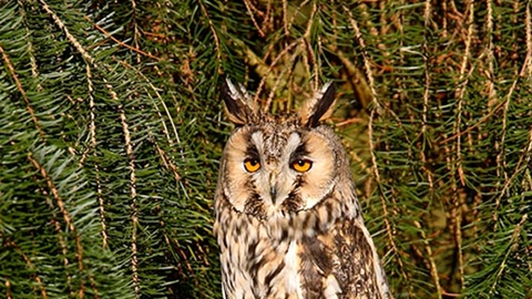 Long-eared Owl