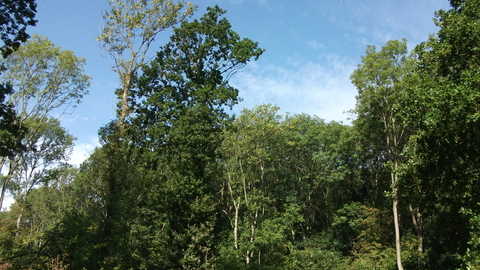 Treswell Woods Aquisition Funding Launch Event - HLF