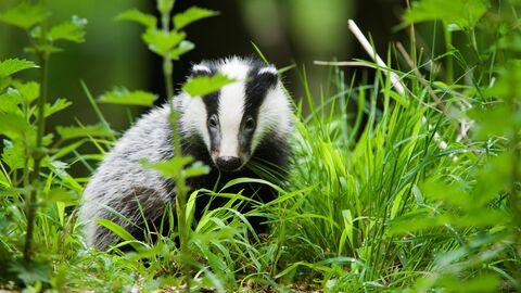 Badger Cpt Elliott Neep