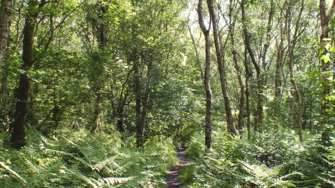 Sellers Wood Tony Summers
