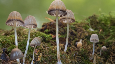 Fungi at Gamston Wood, Alan West
