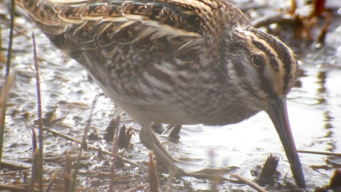 Jack snipe