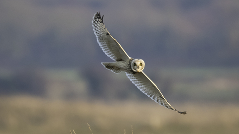 Short Eared Owl Mike Vickers Idle Valley