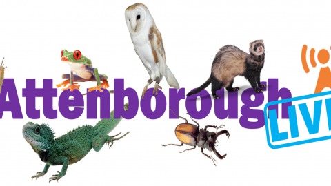 Attenborough Live