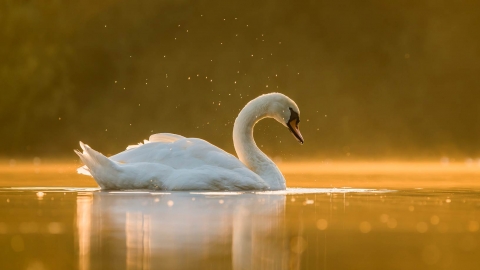 Mute Swan at dusk by Steven Fairbrother