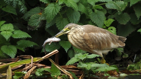 Squacco Heron