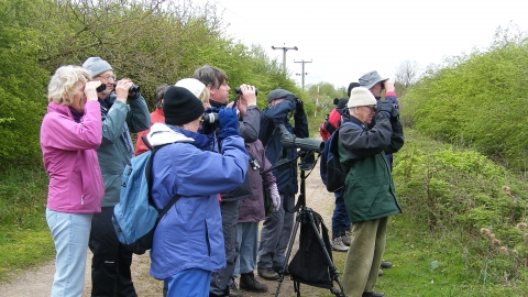 Bird Walk