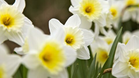 Daffodil Notts WT cpt Rob Brooks (2).jpg