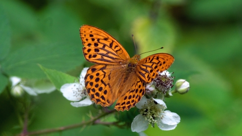 Silver-washed Fritillary