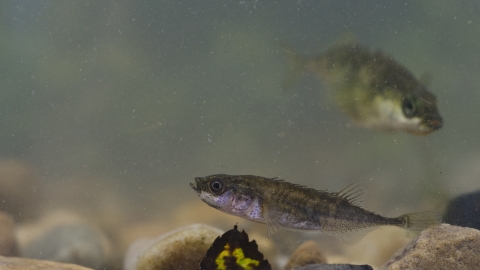 Sticklebacks