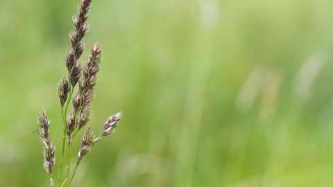 Grass at Osmanthorpe Orchard