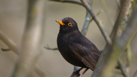 Male blackbird
